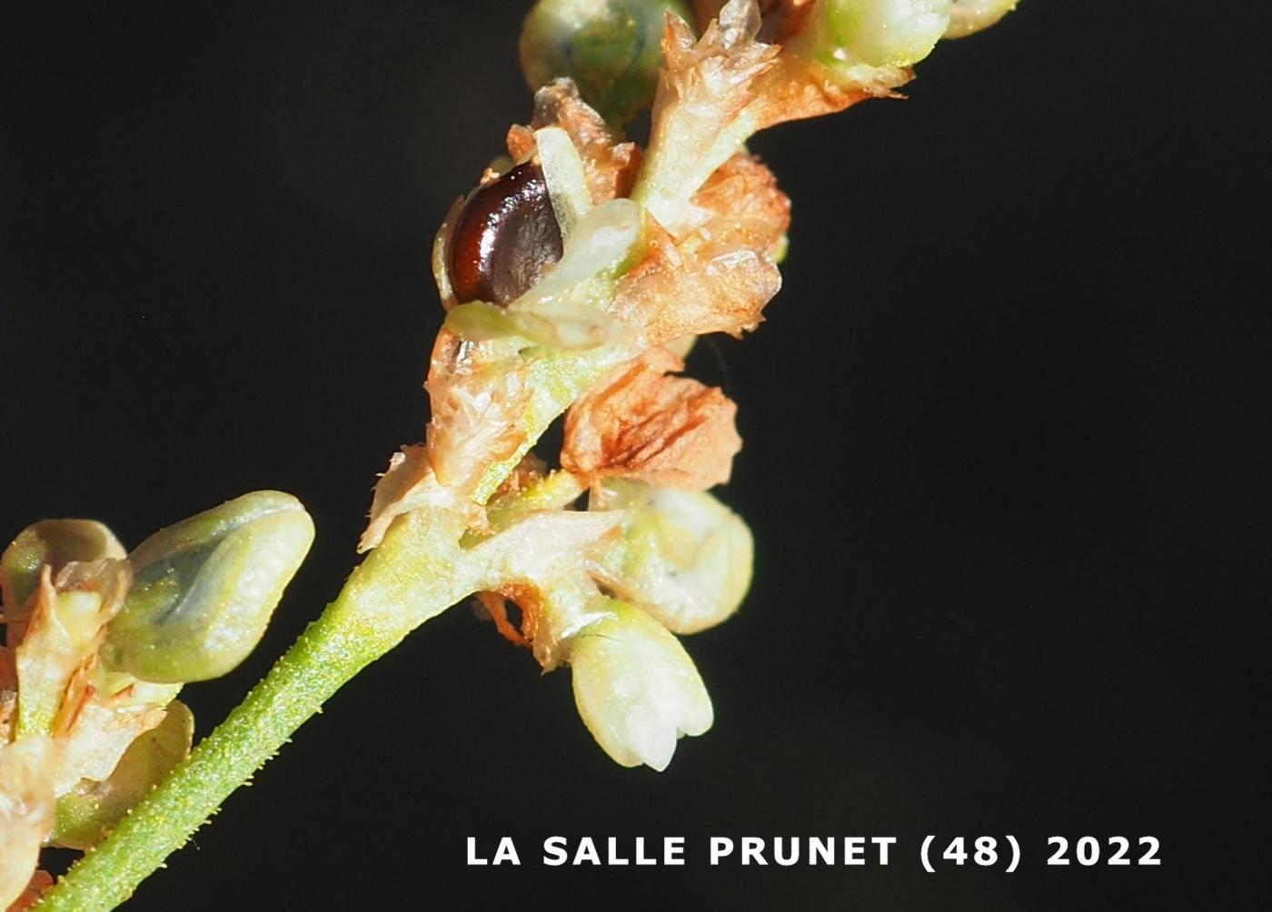 Persicaria, Pale fruit